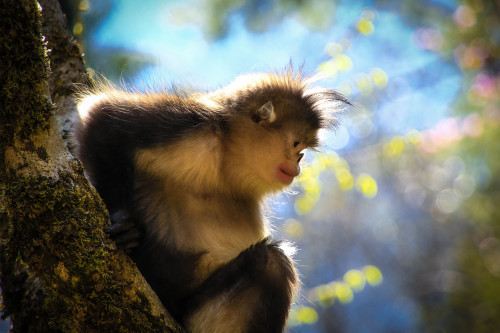 Golden Snub Monkey - photo by Sean Meng & Leon Meng