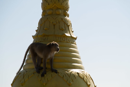 Monkey on a pagoda, Hpa An